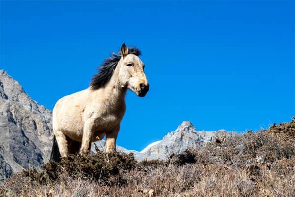 Ultimate Guide to Upper Mustang Trek