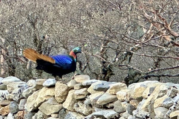 Nepal Wilderness Trekking