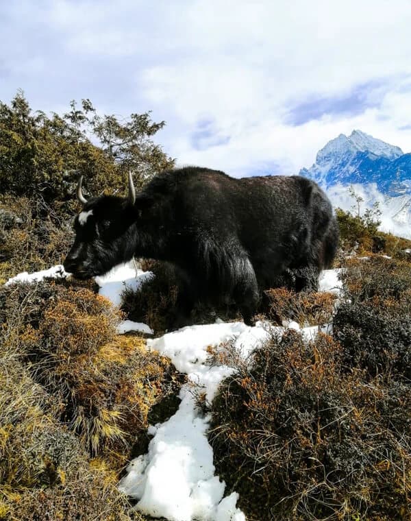 Nepal Trekking