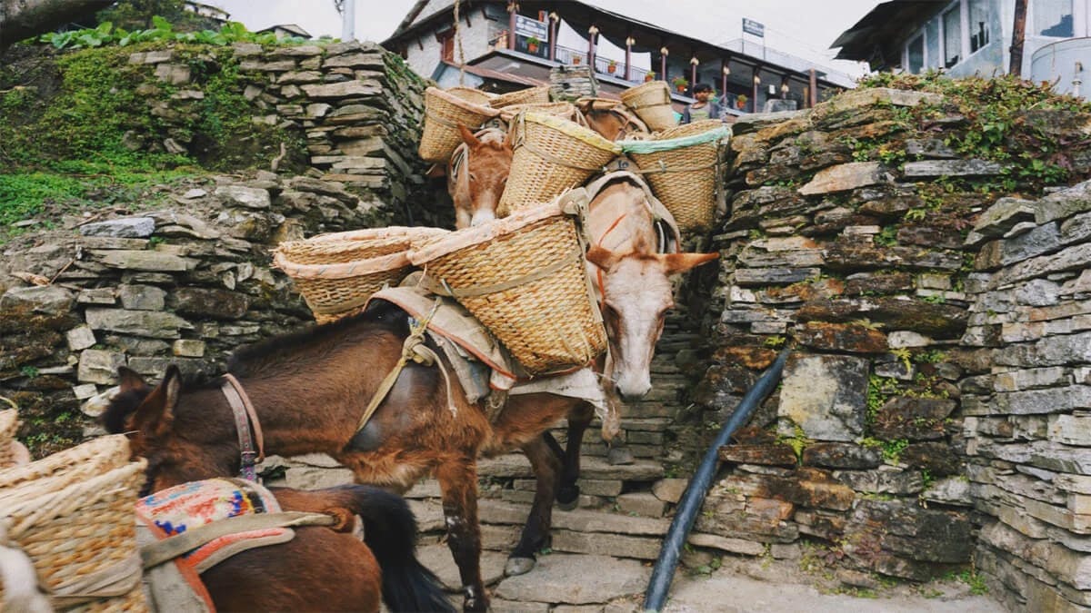 Annapurna Trek in a Day: The Ultimate Guide