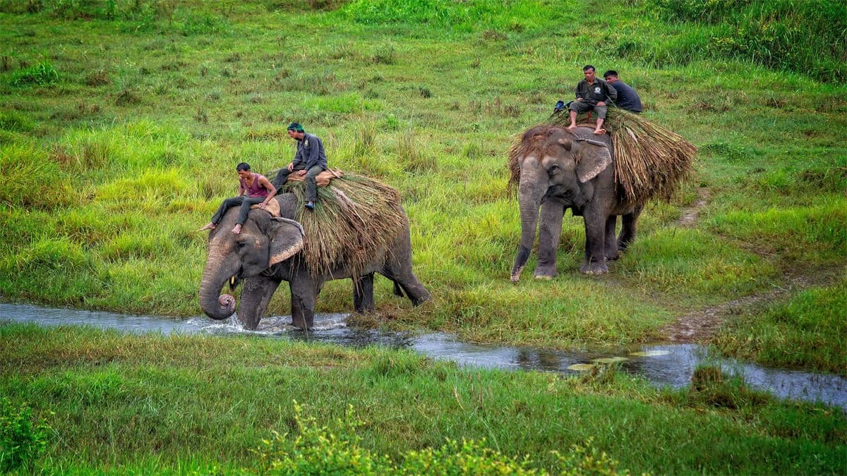 Chitwan Jungle Safari Tour