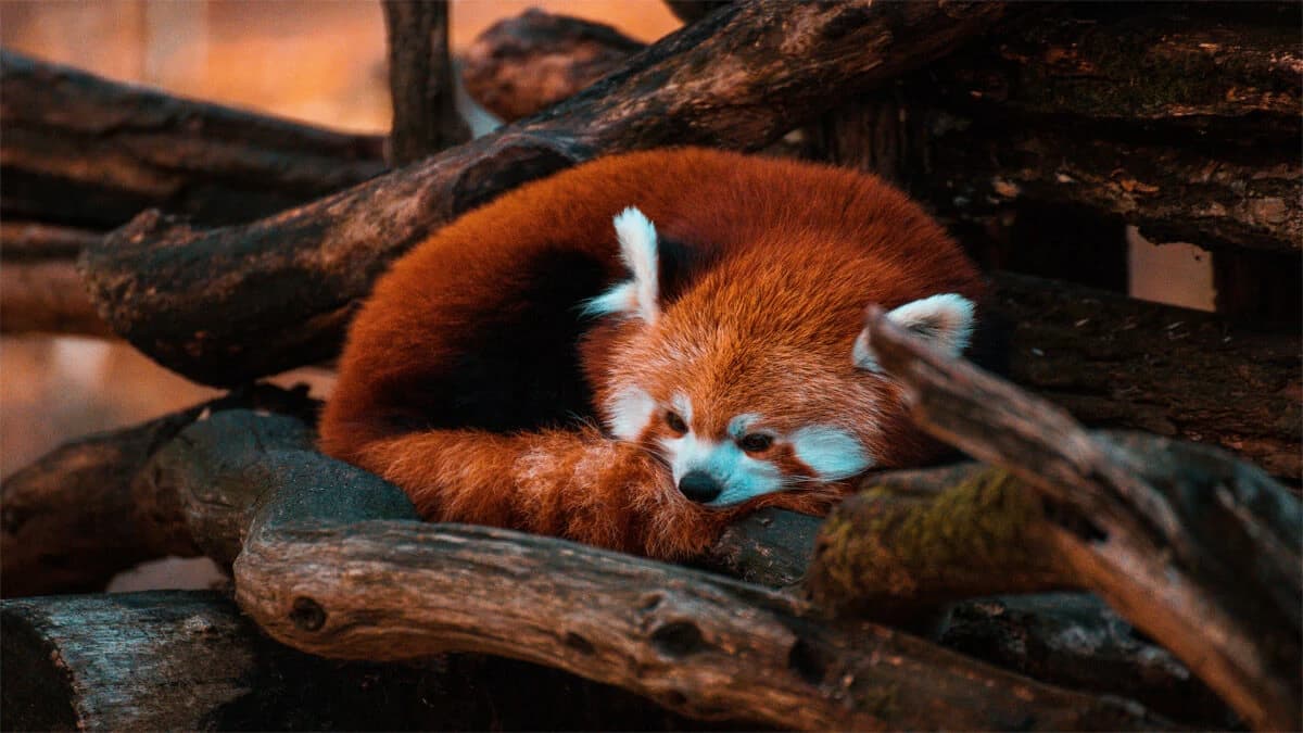 Red Panda Trail Trek