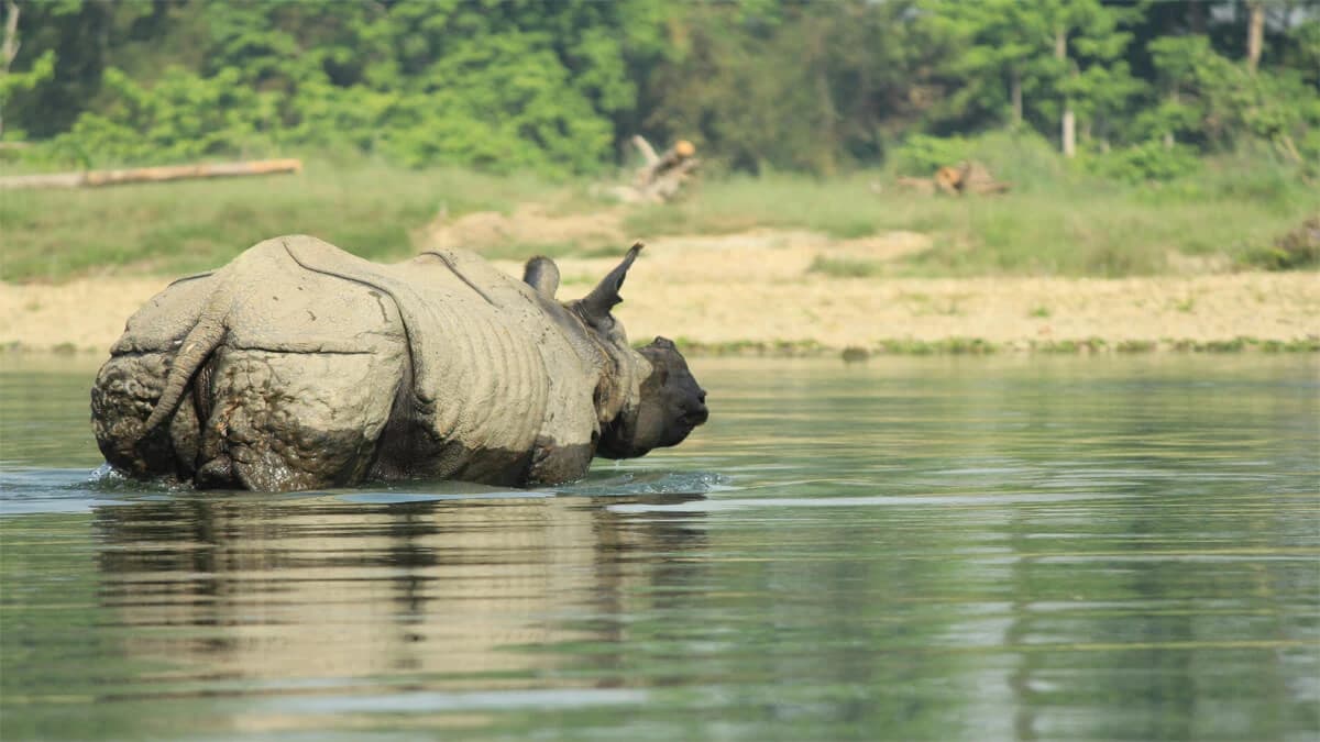 Chitwan Jungle Safari Tour