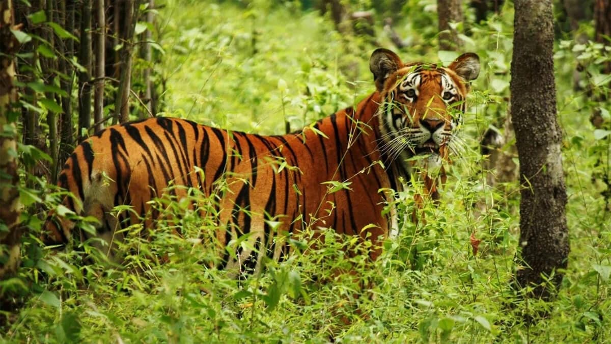 Chitwan Jungle Safari Tour