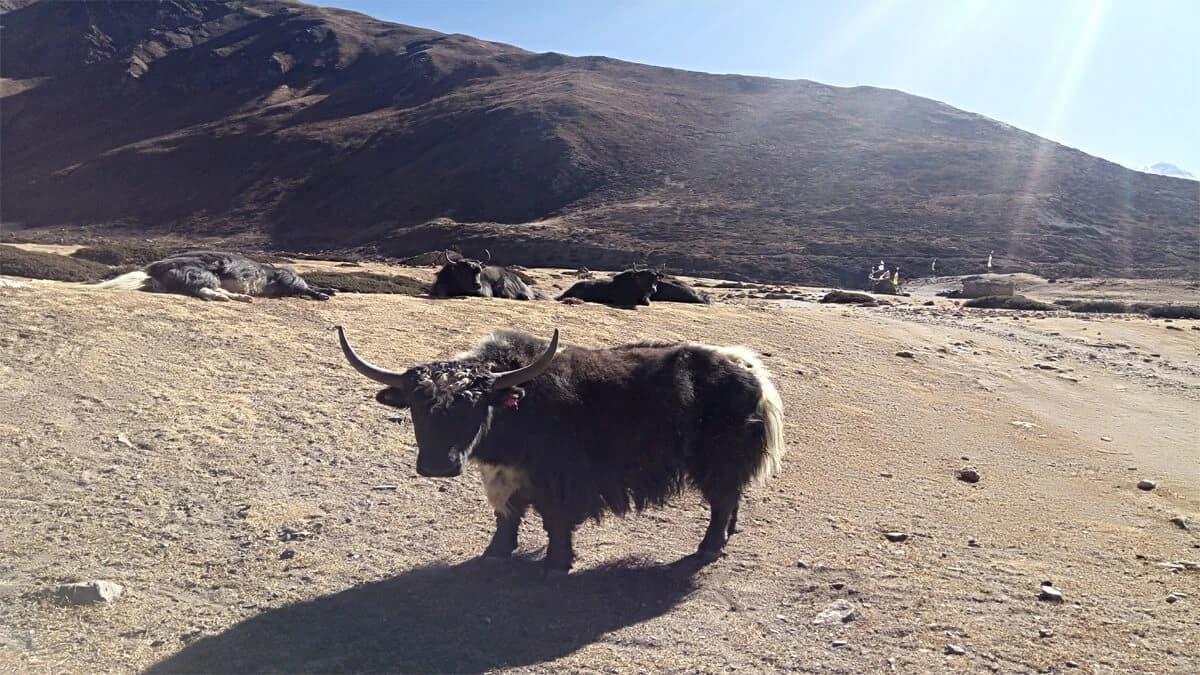 Annapurna Circuit Mountain Biking Tour