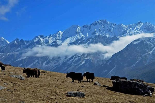 Langtang Valley Trekking Distance
