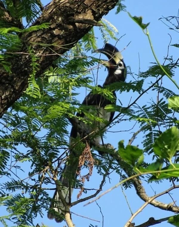 Nepal Bird Watching Tour