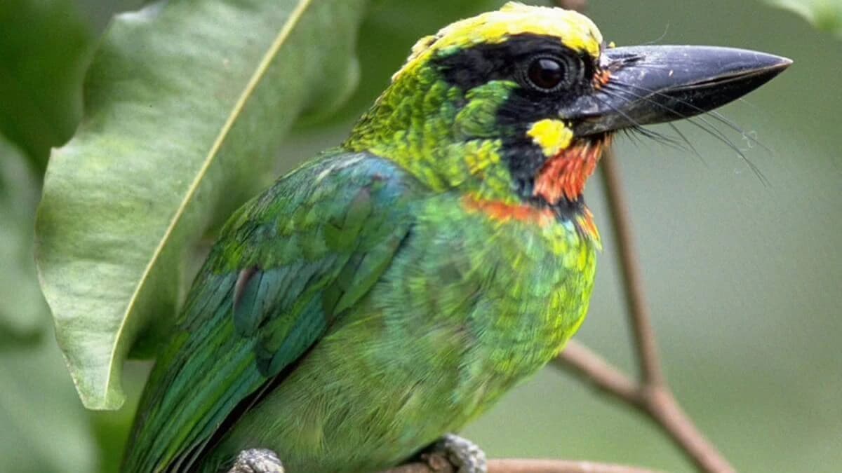Nepal Bird Watching Tour