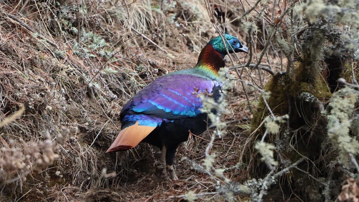 Nepal Highlights Tour