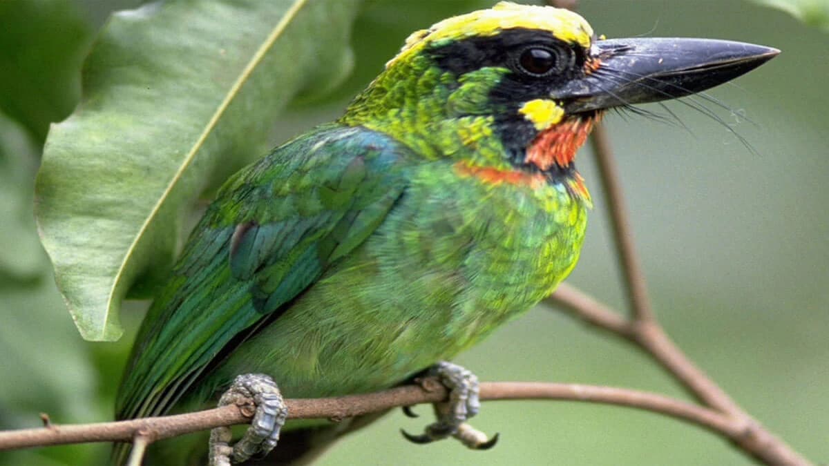 Bardia Jungle Safari Tour