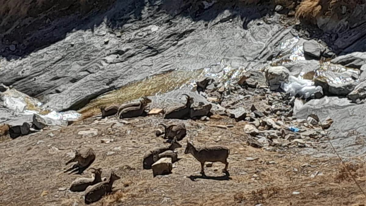 Short Manaslu Circuit Trek