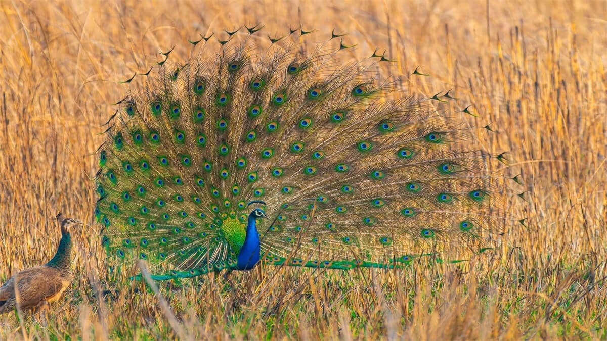 Bardia Jungle Safari Tour