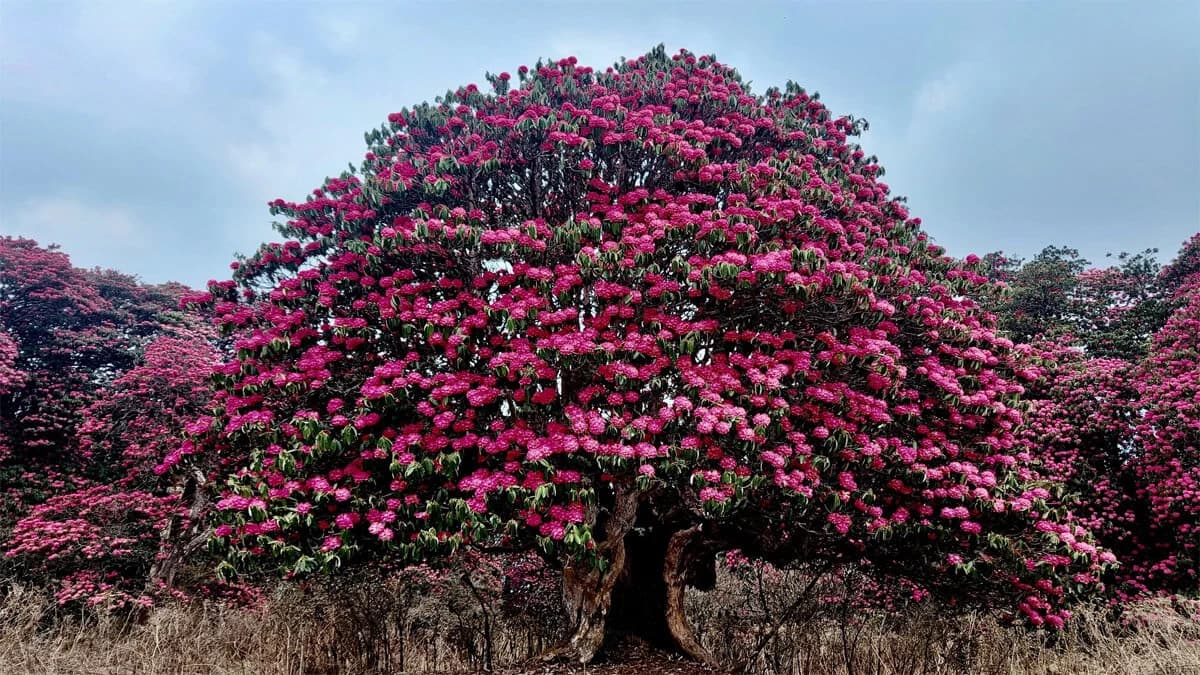 Annapurna Base Camp Yoga trek