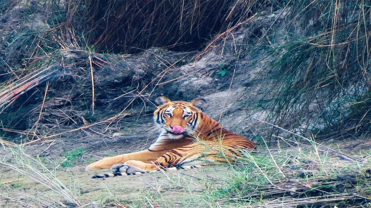 Bardia Jungle Safari Tour