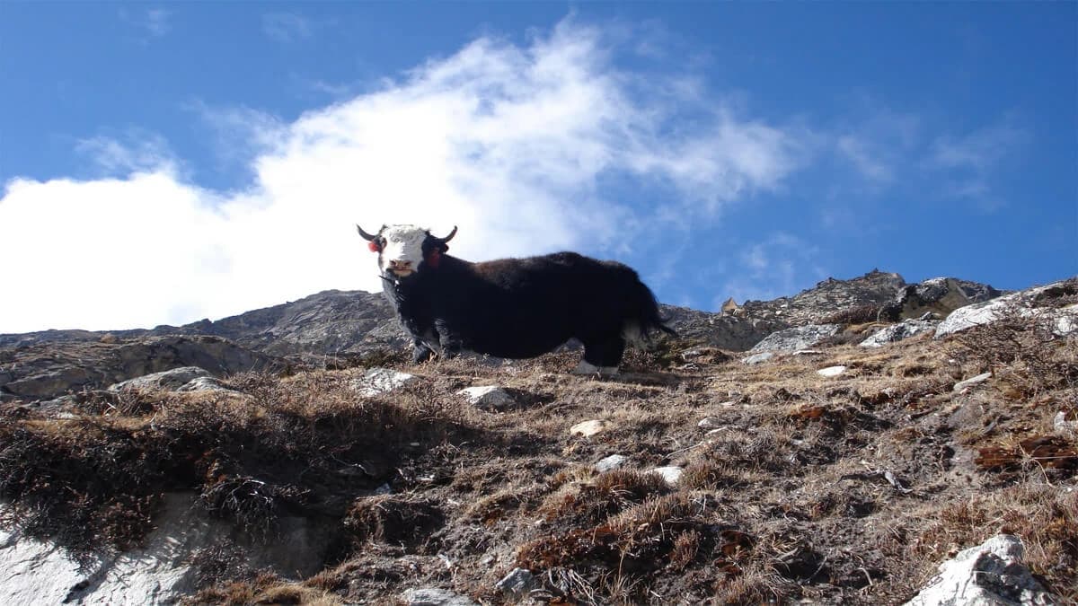 Short Kanchenjunga Base Camp Trek