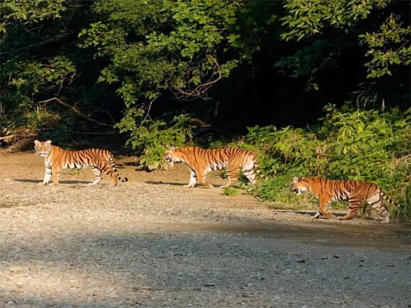 Bardia Jungle Safari Tour